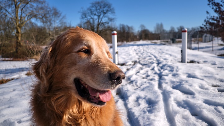 Golden retirever on snowy field